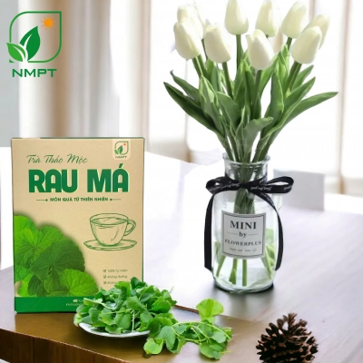 Trà thảo mộc rau má